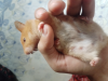 Syrian Hamster